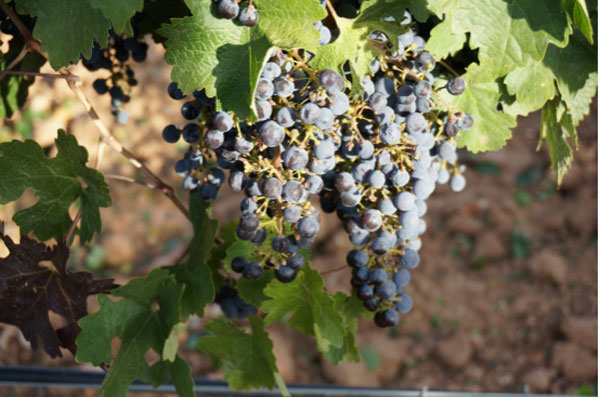 【新酒到货】走进西班牙-拉曼恰产区Exotic Winds酒庄