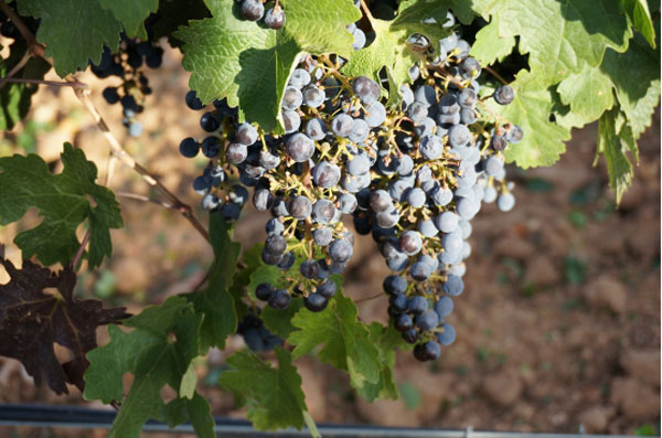 【新酒到货】走进西班牙-拉曼恰产区Exotic W